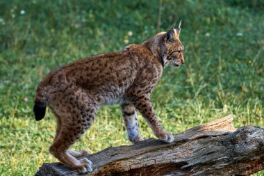 Cabarceno, Cantabria, İspanya ve Avrupa 'da bir ağaç gövdesindeki Boreal vaşağının güzel yan portresi