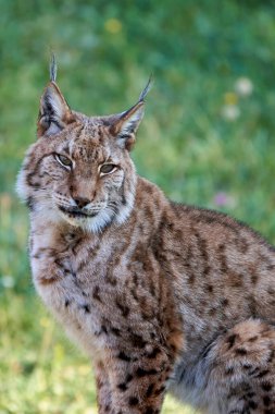 Cabarceno, Cantabria, İspanya, Avrupa 'da çimenli bir geçmişi olan Boreal Lynx' in güzel dikey portresi.