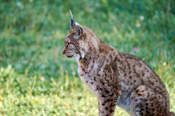 Cabarceno 'da, Cantabria' da, İspanya 'da, Avrupa' da çim arka planda oturan Boreal Lynx 'in güzel yakın portresi.