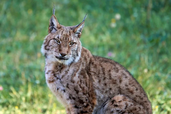 Cabarceno 'da, Cantabria' da, İspanya 'da, Avrupa' da kameraya bakan bir Boreal vaşağının güzel yakın portresi.