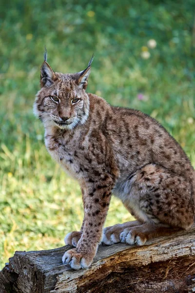 Cabarceno, Cantabria, İspanya, Avrupa 'da bir ağaç gövdesinde oturan Boreal vaşağının güzel portresi.