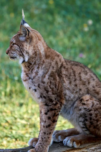 Cabarceno, Cantabria, İspanya, Avrupa 'da bir ağaç gövdesinde oturan bir Boreal vaşağının güzel dikey portresi.