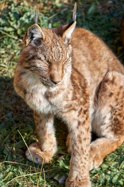 Beautiful vertical portrait of a Boreal Lynx sitting with squinted eyes looking to the side on the grass in Cabarceno, Cantabria, Spain, Europe