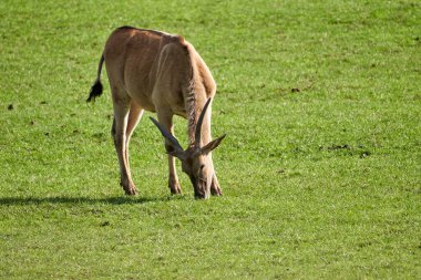 Cabarceno Doğal Parkı 'nda, Cantabria' da, İspanya 'da, Avrupa' da ot yiyen güzel Eland.