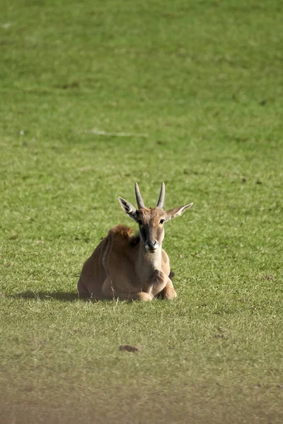 Cabarceno Doğal Parkı, Cantabria, İspanya ve Avrupa 'da çimenlerin üzerinde uzanan güzel genç Eland.