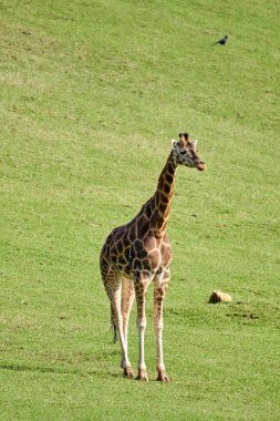 Beautiful portrait of a giraffe vertically on the grass of a meadow in the natural park of cabarceno, in Cantabria, Spain, Europe