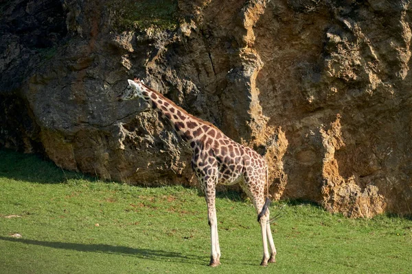 Beautiful side portrait of a giraffe on the grass in the natural park of cabarceno, in Cantabria, Spain, Europe