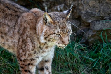 Beautiful close portrait of a Eurasian lynx walking on the grass in the natural park of Cabarceno, Cantabria, Spain, Europe