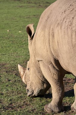 Beautiful vertical portrait in profile and a bit of the back of a northern white rhino in the grass looking down in the natural park of cabarceno, Cantabria, Spain, Europe