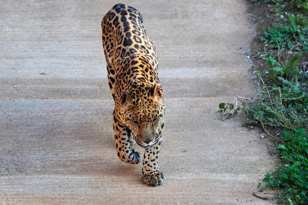 Beautiful portrait of a jaguar with its fur full of black spots walking with its head down in the natural park of Cabarceno, Cantabria, Spain, Europe