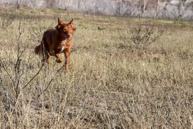 Valencia, İspanya 'daki eski domeo yakınlarında çimenler ve dallar arasında koşuşturan bir Valensiyalı tazının güzel portresi.