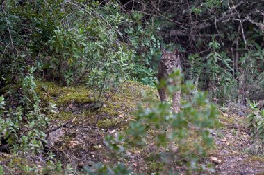 Beautiful portrait of a female Iberian lynx behind bushes among thickets in the forest of Sierra Morena, in Jaen, Spain