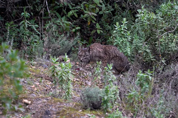 stock image Beautiful portrait of a female Iberian lynx on the leaves eating what it has previously hunted in the forest of Sierra Morena, Jaen, Spain