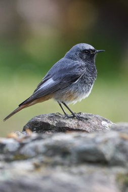 Endülüs, İspanya ve Avrupa ormanlarındaki bir kayanın üzerindeki bir Siyah Kızıl Başlangıç 'ın güzel dikey portresi