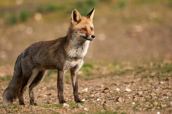 Schöne Ganzkörper Nahaufnahme Porträt Eines Gemeinen Fuchses Auf Dem Boden — Stockfoto