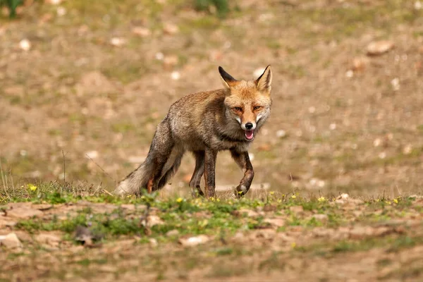 Όμορφη Μετωπική Πορτρέτο Μιας Κόκκινης Αλεπούς Ανοιχτό Στόμα Και Ένα — Φωτογραφία Αρχείου