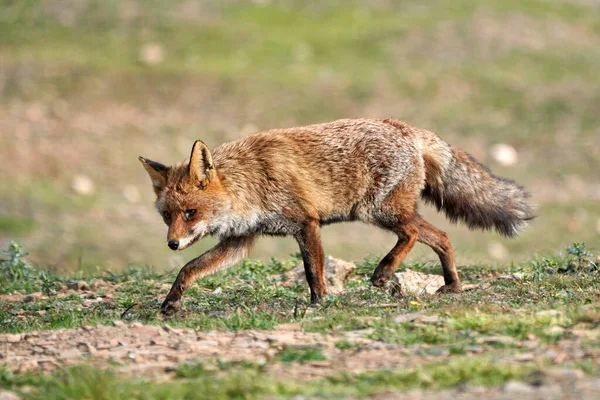Schönes Seitenporträt Eines Fuchses Mit Beschädigtem Auge Der Auf Dem — Stockfoto