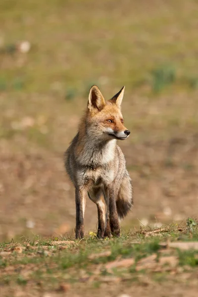 Krásný Čelní Svislý Portrét Červené Lišky Stojící Bokem Trávě Lese — Stock fotografie