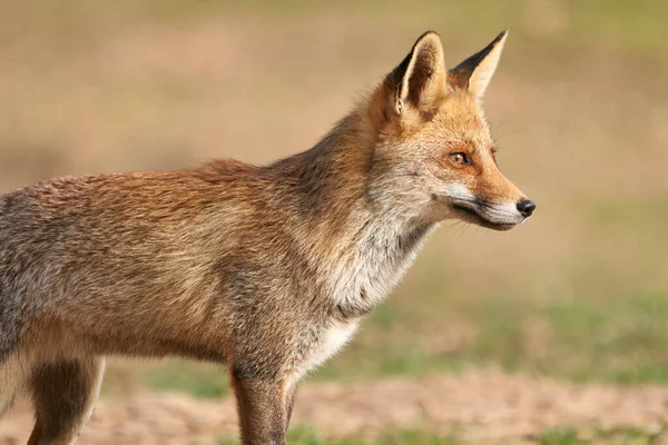 Krásný Velmi Blízký Boční Portrét Červené Lišky Hledící Bokem Lese — Stock fotografie