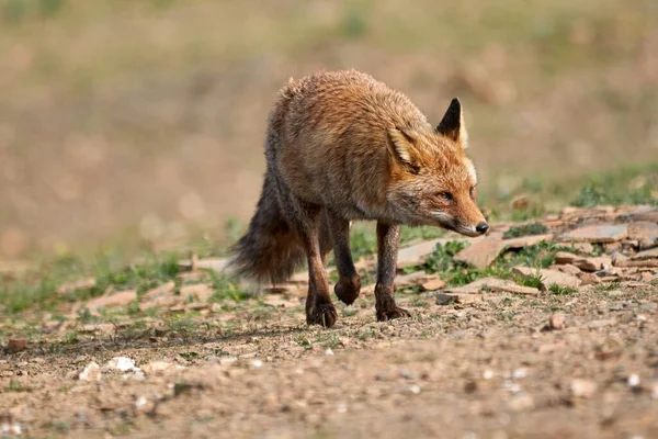 位于西班牙安达卢西亚的塞拉莫雷纳自然公园的森林里 一只普通狐狸在草地上和石头上散步 寻找食物的美丽画像 — 图库照片