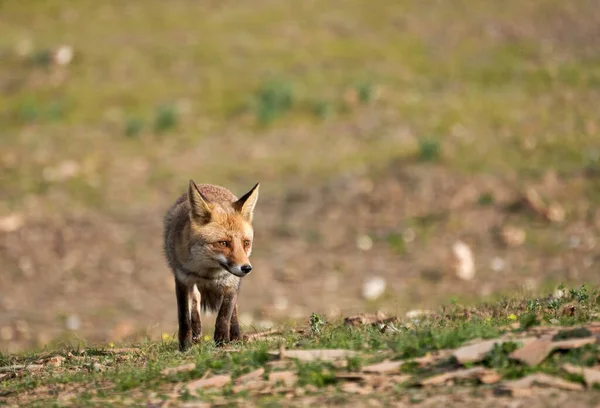 位于西班牙安达卢西亚的塞拉莫雷纳自然公园的森林里 一只普通的狐狸栖息在草地上和石头上 寻找食物 — 图库照片