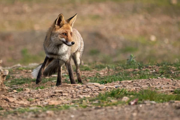 在西班牙安达卢西亚的塞拉 安杜贾尔的自然公园里 一只普通的狐狸在草地上和泥土上散步 寻找食物的美丽画像 — 图库照片