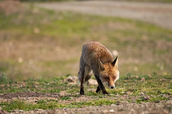 Όμορφη Κοινή Αλεπού Μυρίζει Γρασίδι Αναζήτηση Του Κρέατος Ενώ Κρυφά — Φωτογραφία Αρχείου