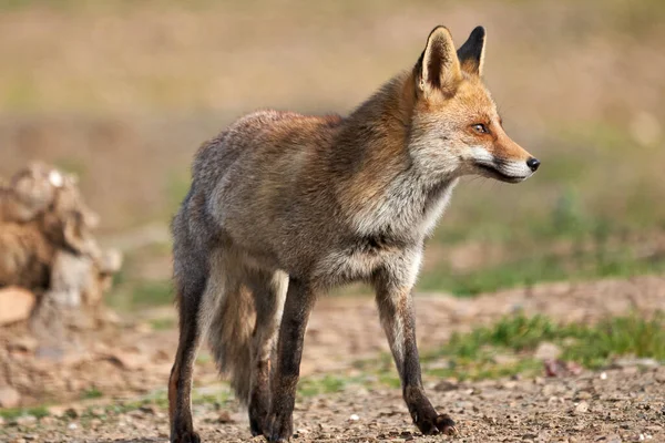 Schönes Porträt Eines Fuchs Der Seitlich Auf Dem Boden Hockt — Stockfoto