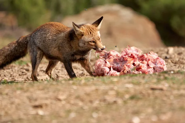 Schönes Porträt Eines Fuchs Der Ein Großes Stück Fleisch Beißt — Stockfoto