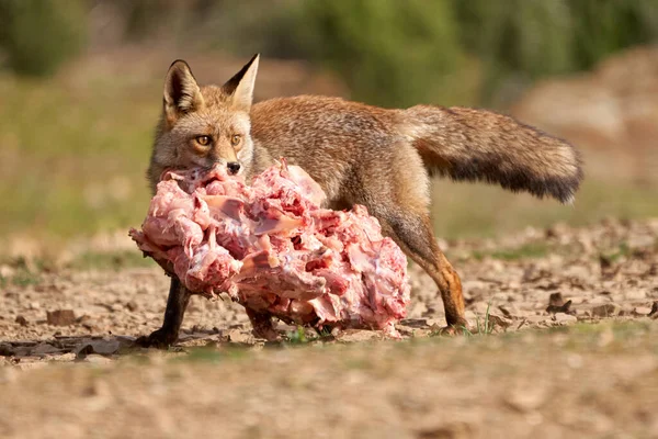 Όμορφο Πορτρέτο Μιας Κοινής Αλεπούς Δαγκώνει Ένα Μεγάλο Κομμάτι Κρέας — Φωτογραφία Αρχείου