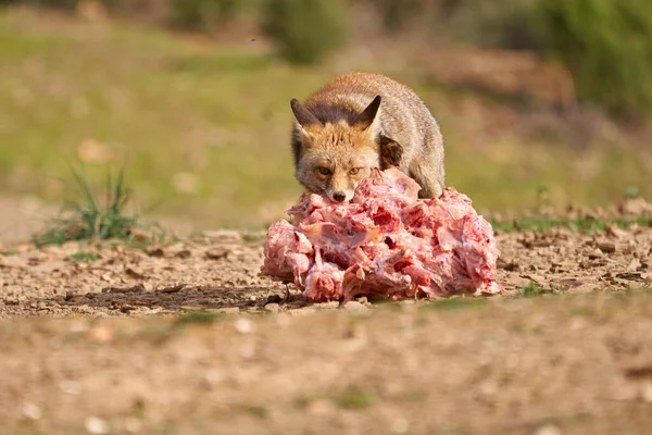 Όμορφο Πορτρέτο Μιας Κοινής Αλεπούς Δαγκώνει Ένα Τεράστιο Κομμάτι Κρέας — Φωτογραφία Αρχείου