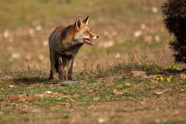 西班牙安达卢西亚的塞拉 安杜贾尔自然公园 一只普通狐狸张着嘴侧视 美丽的肖像 — 图库照片