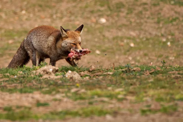 Schönes Porträt Eines Fuchs Exemplars Reißt Ein Stück Fleisch Und — Stockfoto