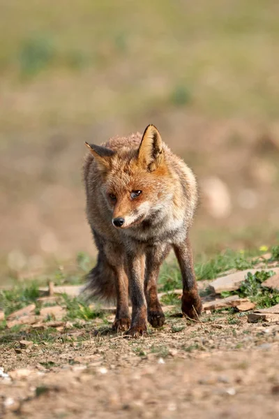 位于西班牙安达卢西亚的安杜贾尔山自然公园 一只眼部受重伤的普通狐狸的美丽的垂直肖像带着它的凝视走路 — 图库照片