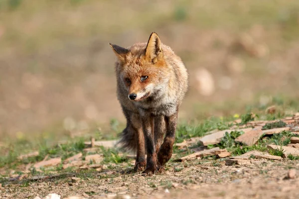 一只眼睛受了重伤的普通狐狸的美丽画像 凝视着位于西班牙安达卢西亚的锡拉德安杜贾尔自然公园 — 图库照片
