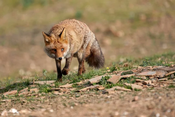 在西班牙安达卢西亚的Sierra Andujar自然公园 一只眼睛受伤的普通狐狸在森林中寻找食物的美丽画像 — 图库照片