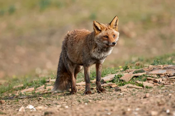 Schöne Portrait Eines Fuchs Mit Einem Beschädigten Auge Posiert Auf — Stockfoto