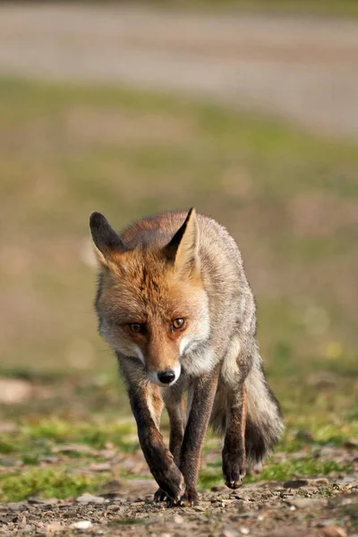 在西班牙安达卢西亚的Sierra Andujar的自然公园里 普通狐狸的美丽的垂直肖像警觉地穿过森林 — 图库照片