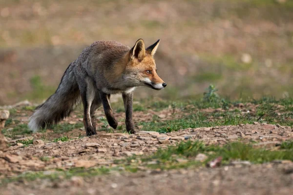 Schönes Porträt Eines Fuchs Der Vorsichtig Durch Den Wald Naturpark — Stockfoto