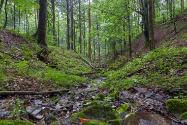 Ağaçlar, çimenler, devrilmiş dallar ve Polonya, Avrupa 'daki Karpat Dağları' ndaki küçük kayalarla dolu yeşil bir ormanın içindeki güzel bir dere manzarası.