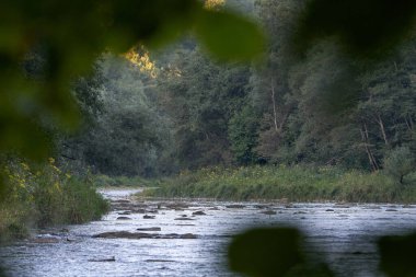 Ön planda ağaç yaprakları olan güzel bir manzara nehir içinde ağaçlar ve taşlarla çevrili bir nehrin doğal bir çerçevesini oluşturuyor. Polonya, Avrupa 'nın Karpat ormanlarında.