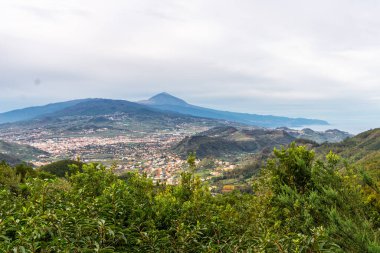 Ön planda çalılar, dağlar ve Teide zirvesi arka planda bulutlu bir günde Tenerife 'de, Kanarya Adaları' nda, İspanya 'da, Avrupa' da, bulutlu bir günde tein zirvesi olan güzel manzaralar.