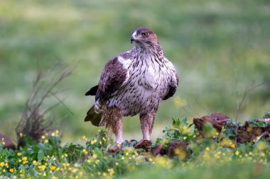 Bir Bonelli kartalının güzel portresi çimenlerin üzerinde çiçekler, bitkiler ve kayalarla Sierra Morena, Endülüs, İspanya, Avrupa 'ya bakıyor.