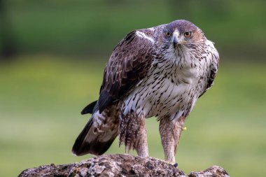 Bir Bonelli 'nin kartalının güzel yakın plan portresi bir kayanın üzerine tünemiş parlak turuncu gözleri ve odağından uzak yeşil bir arka plan ile İspanya, Endülüs' te, Sierra Morena 'da. Avrupa