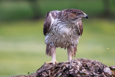 Bonelli 'nin kartalının güzel yakın plan portresi. Sierra Morena Andalusia' da yeşil bir arka plan ve bir çiçekle bir kayanın üzerine tünemiş gagasında bir damlayla yan yana bakıyor.