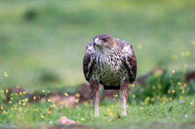 Sierra Morena 'da, Endülüs' te, İspanya 'da, Avrupa' da yeşil arka planda çiçek ve su damlalarını görebileceğiniz bir Bonelli kartalının güzel yakın plan portresi.