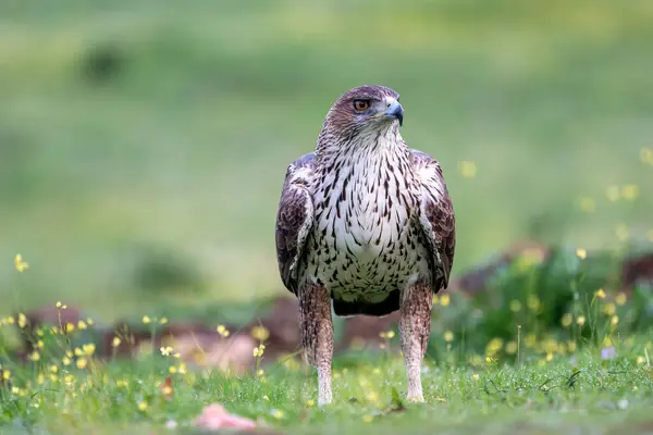 Beautiful close-up portrait of a Bonelli\'s eagle looking laterally on the grass where flowers and water drops are seen with the green background out of focus in the Sierra Morena, Andalusia, Spain