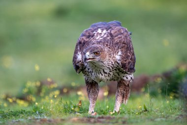Bir Bonelli 'nin kartalının güzel yakın plan portresi. Üzerinde çiçekler olan çimlere bakıyor. Arka plan ise Sierra Morena, Endülüs, İspanya, Avrupa' da.