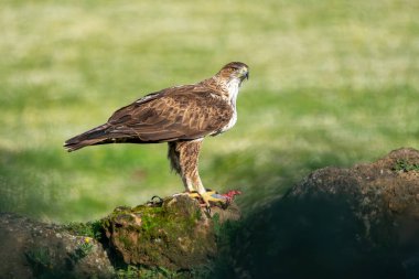Bonelli 'nin kartalının güzel yakın plan portresi pençeleriyle avını yakalar ve Sierra Morena, Endülüs, İspanya, Avrupa' da yemeye devam etmeden önce yan gözle bakar.