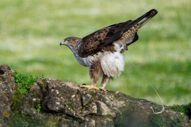 İspanya, Endülüs 'te Sierra Morena' da bir kaya ve bitki örtüsüne kakasını yaparken etrafına bakan bir Bonelli kartalının güzel yakın plan portresi. Avrupa